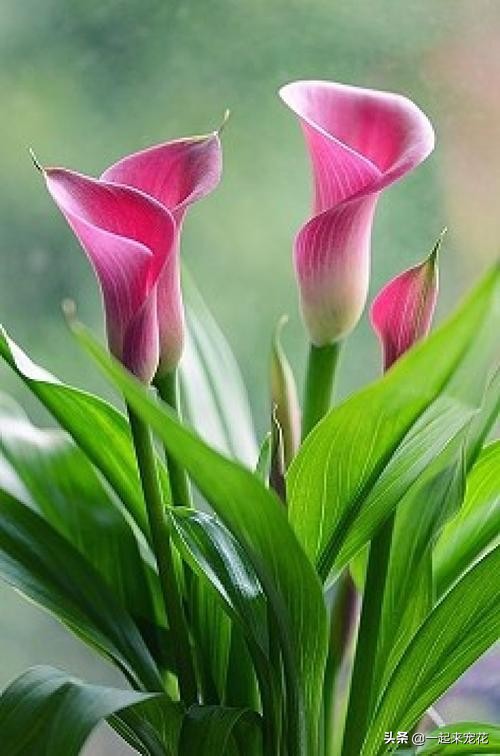 此花花色繁多有淡香味易养易成活,此花一年四季开花不断