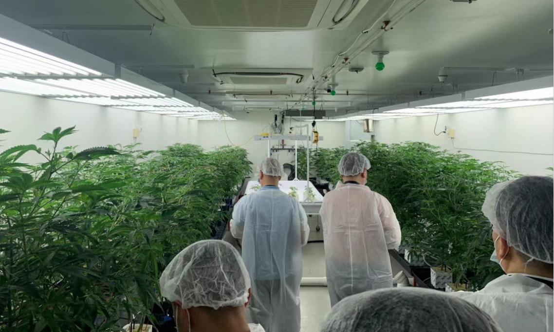 为“麻”疯狂！带你走进美国种植现场