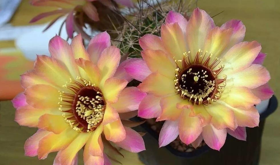 100种仙人球花图片,100种仙人球的品种视频