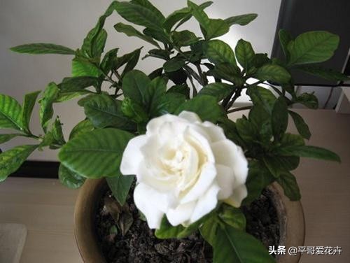 栀子花烂根最好的救活方法,栀子花烂根的补救办法