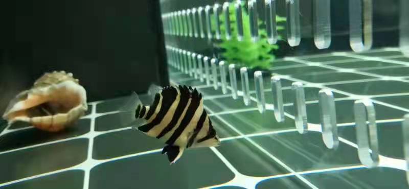 虎鱼不吃食用什么药,虎鱼一个星期不吃东西也不吃泥鳅