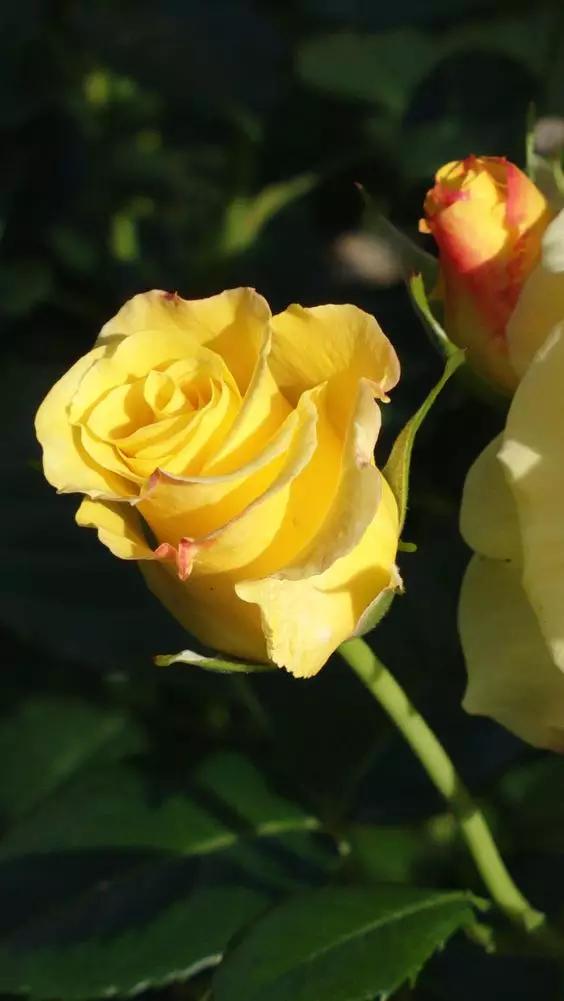 至爱之花,至爱之花歌曲