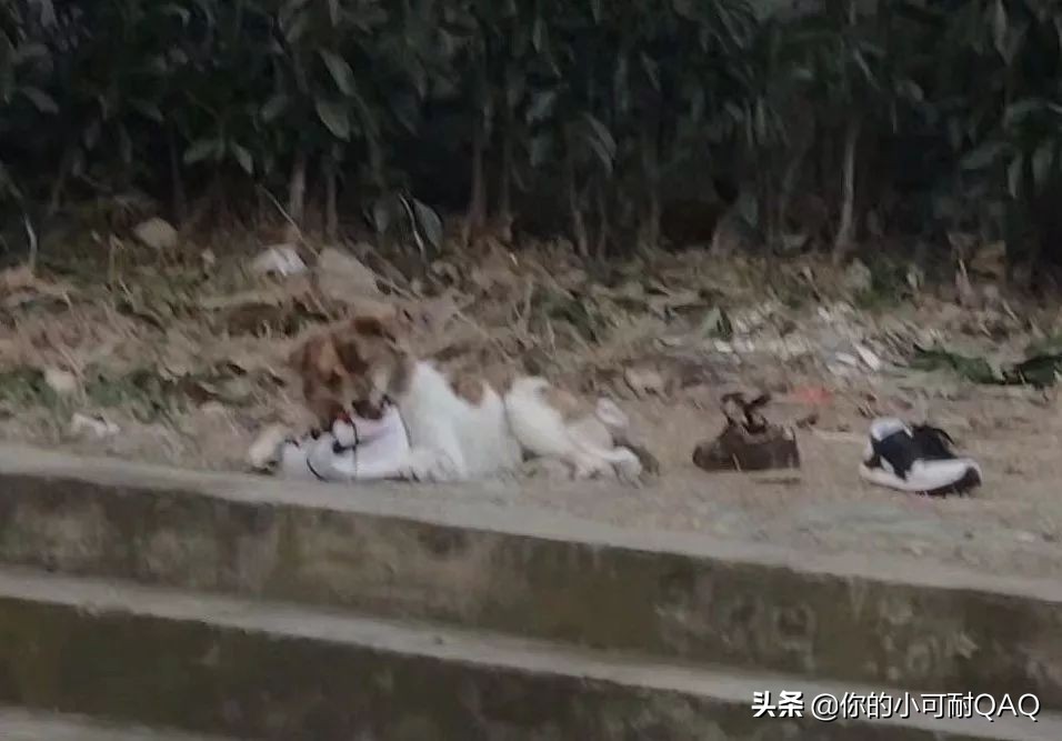 全网通缉照片上的狗,被全网通缉的狗