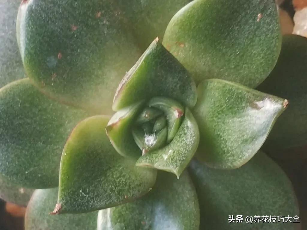 蚧壳虫的养殖方法和注意事项,多肉蚧壳虫怎样彻底消灭小妙招