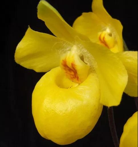 野生兰花被列为二级保护植物,野生植物保护野生兰花