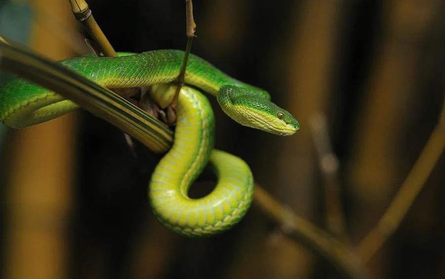 中国剧毒蛇都有哪些 (中国剧毒蛇有几种)