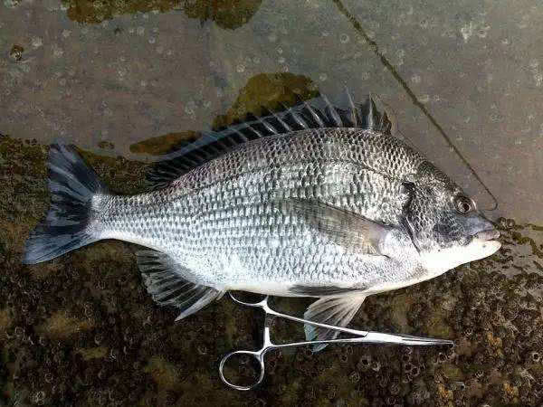海钓黑鲷吃什么鱼饵最好,海钓黄黑鲷