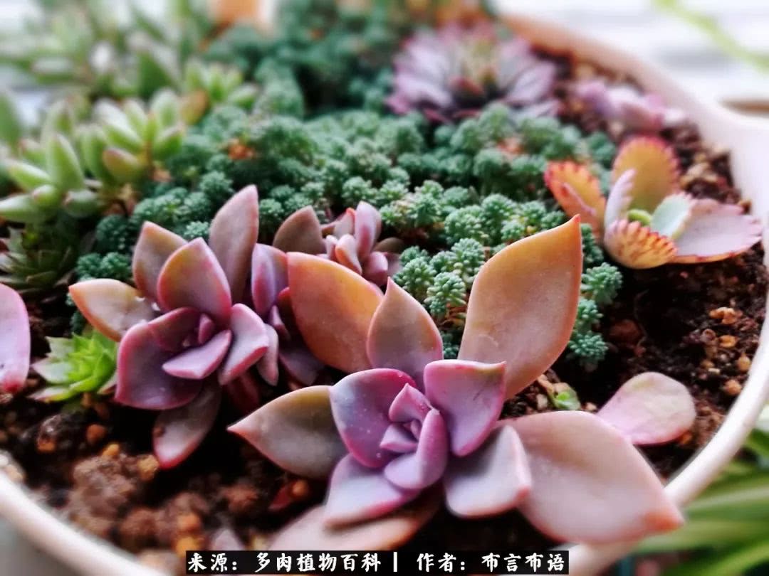 从多肉上感悟人生,多肉的真实生活感悟