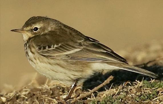 东江揽胜,惠州淡水常见鸟类图谱