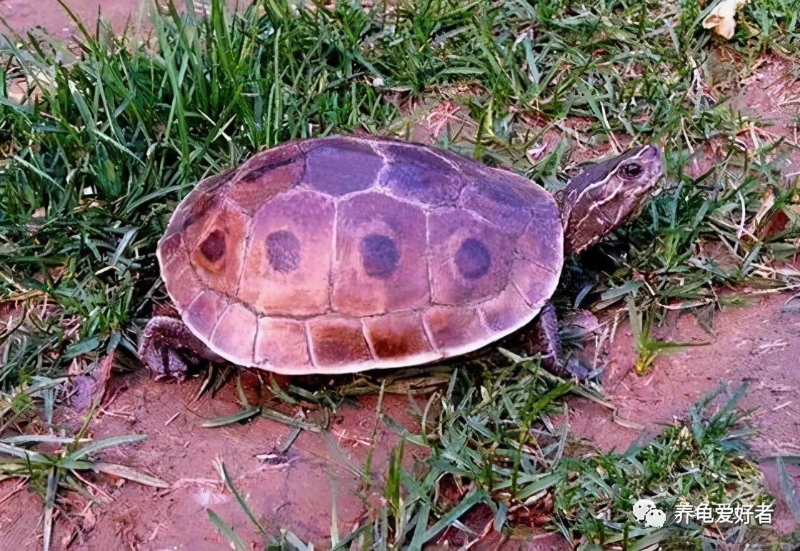 龟养几只才能培养成灵宠,如何养一只健康的狗
