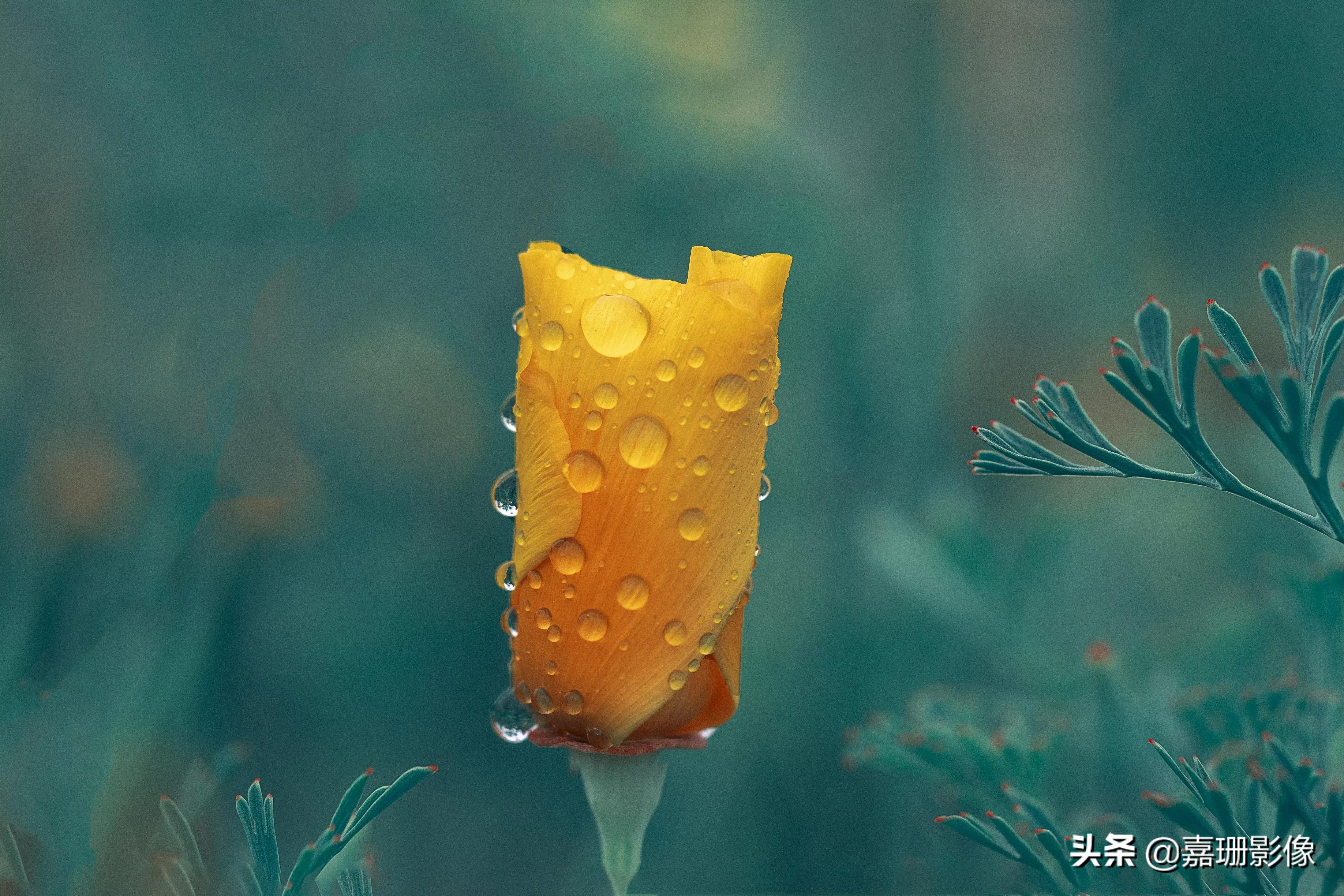 看看花容,听听花语2020年我镜头里的百种花卉