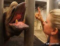 王者也会栽跟头——盘点在野生环境中杀死过成年老虎狮子的动物