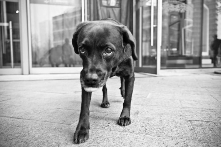 狗丢了几天回来了不吃东西不会叫,泰迪狗走丢了怎么办而且还找不到