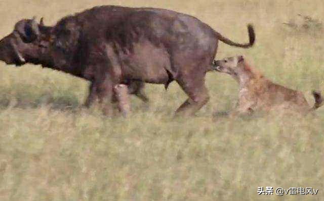 男性生殖器外挂,不哺乳却有乳头,造物主给我们奇葩身体开玩笑