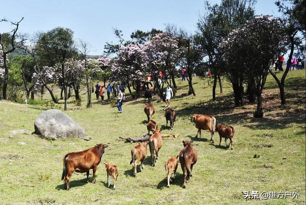 广东最美草原,藏在广东的八大草原