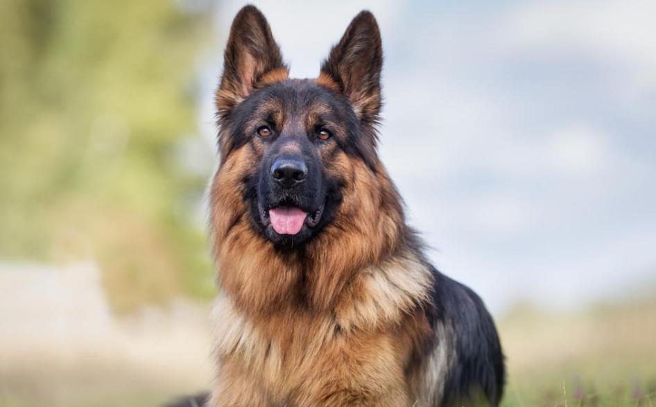 5种最受欢迎的狗狗你养了哪一种,哪个品种的狗狗又好养又乖巧懂事