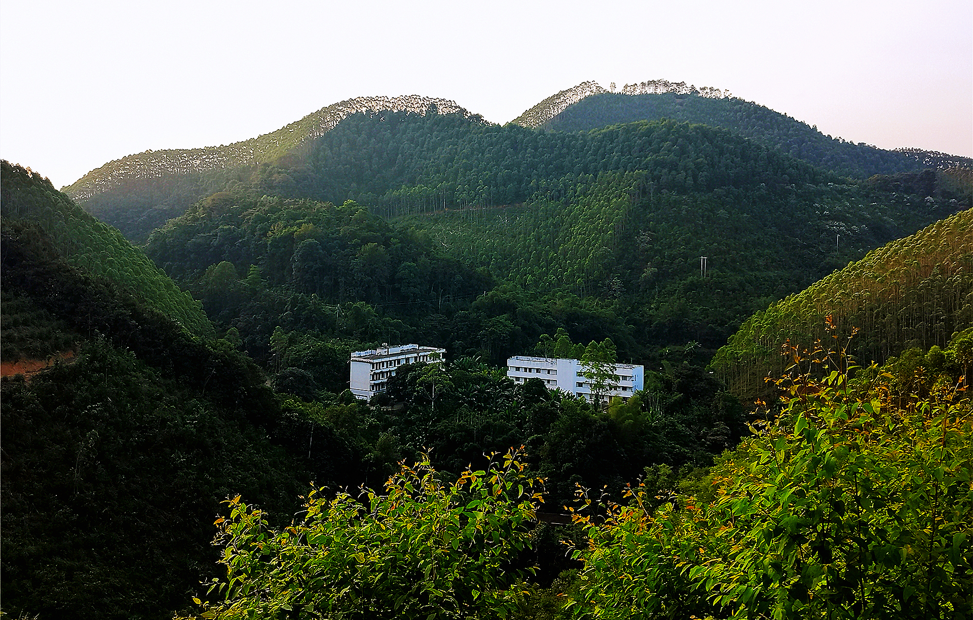 广西桉树真的要清除吗,广西的桉树