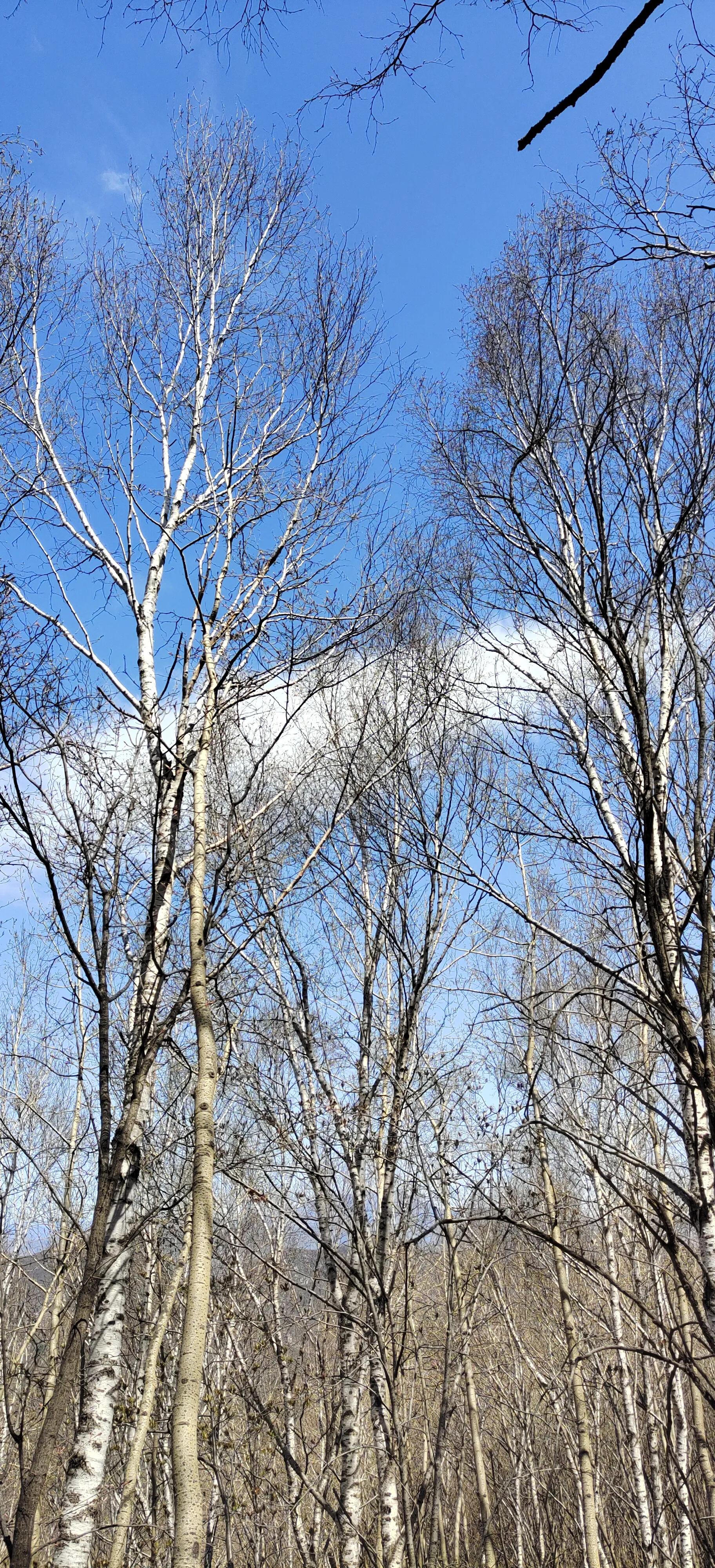 喇叭沟门原始森林住宿,喇叭沟门原始森林冰川
