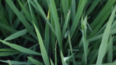 水稻抽穗期有红叶病还能治吗,水稻抽穗扬花期最常见的几种病害