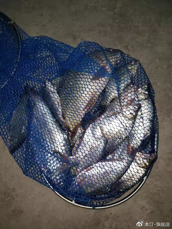 本汀金迦潘求败夜战罗非,本汀金迦潘求败评测