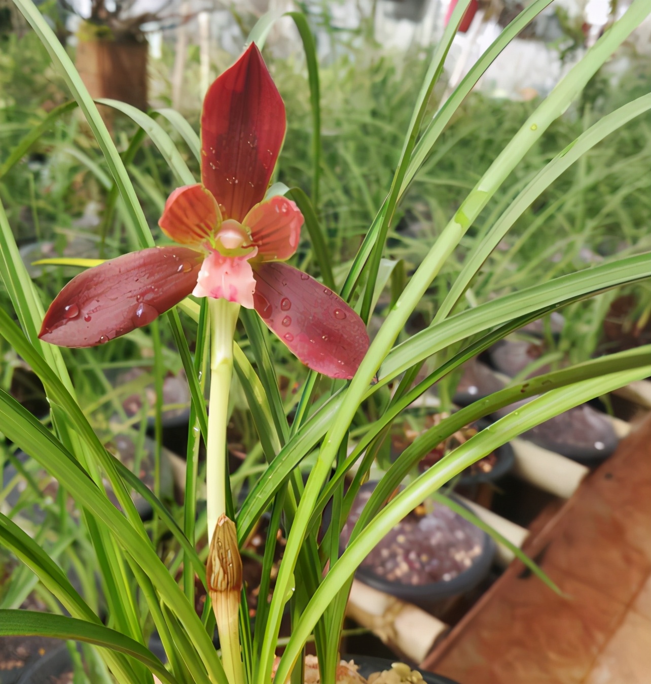 开花多且香的兰花推荐,绿色开花很香的兰花有哪些