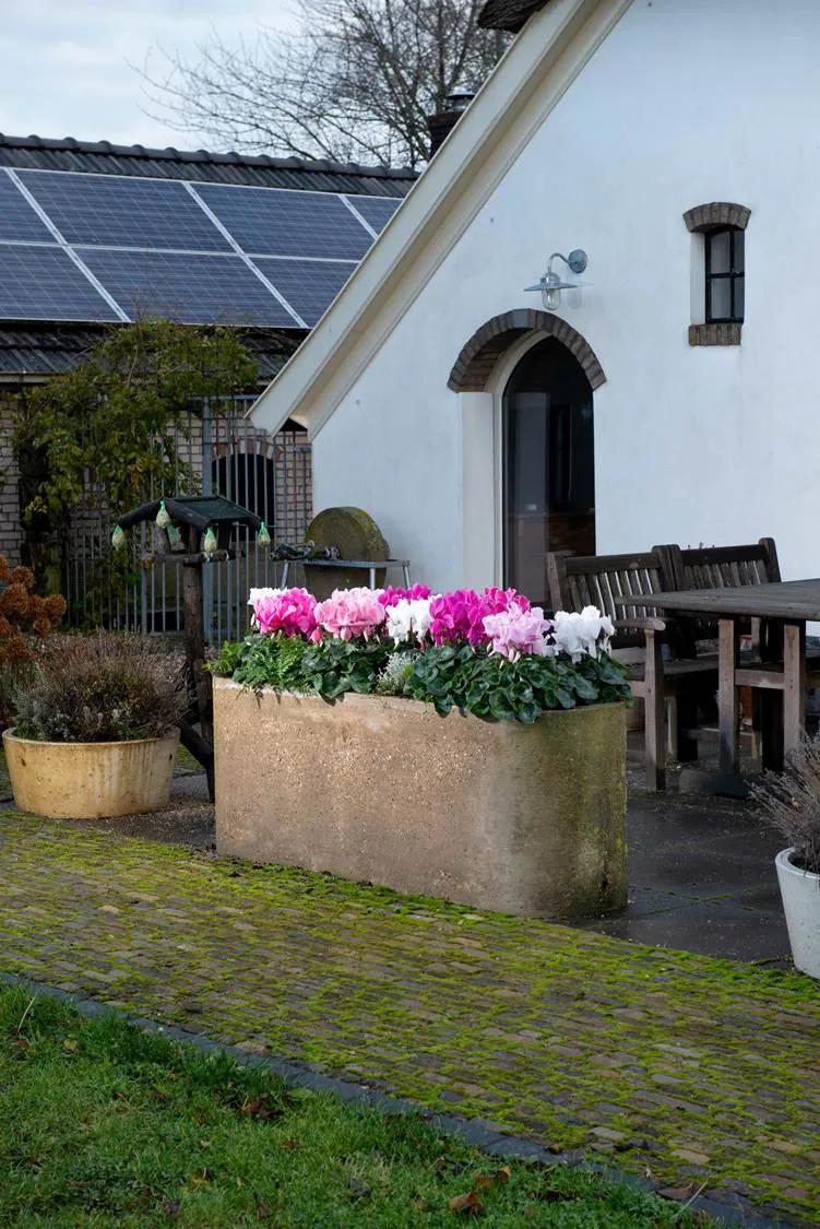 如果放在动物界，这种花就是猛犸象般的神奇存在