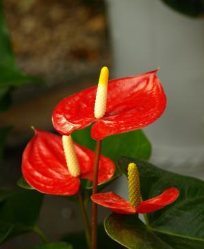 红掌如何养护和注意事项,红掌的叶子怎样才能让它翠绿