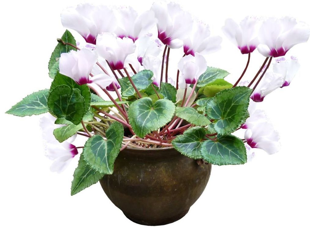 仙客来叶子发黄补救方法,仙客来叶片发黄怎么回事