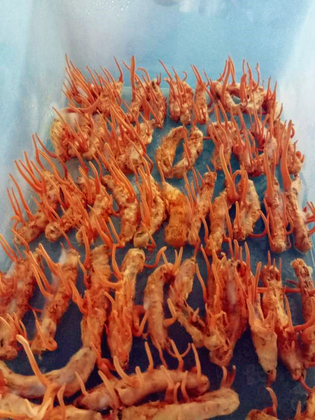 家蚕的养殖方法和注意事项,家蚕怎么培育