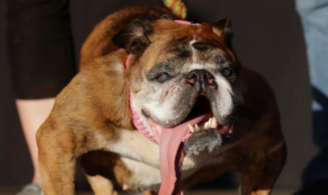 长得特别丑的狗叫什么,哪几种是又可爱又永远长不大的狗