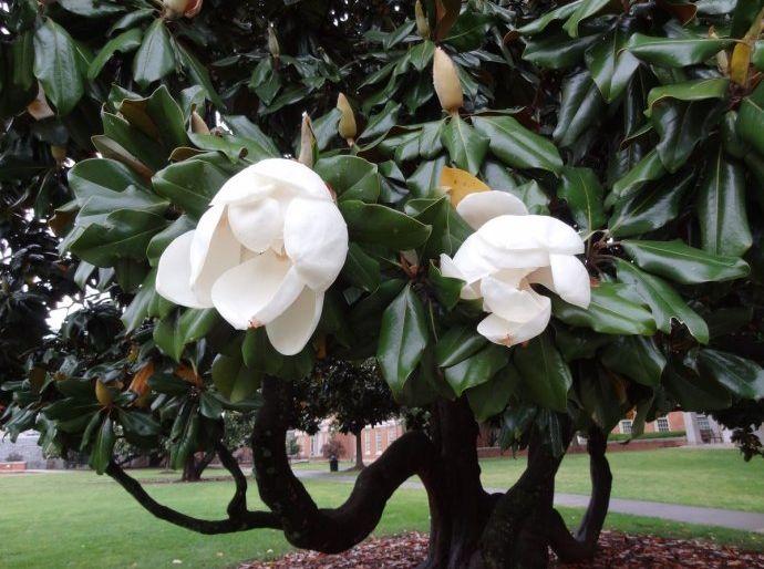 养护橡皮树注意“5点”，叶绿锃亮花开不断，不愧绿色“吸尘器