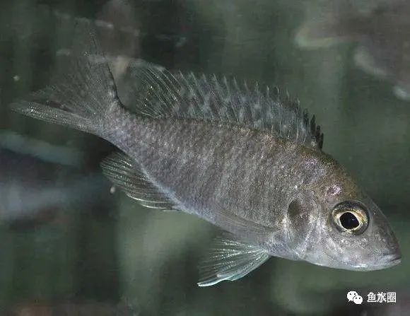 三湖慈鲷马鲷孔雀鱼多久发色,三湖慈鲷鱼之马鲷鱼