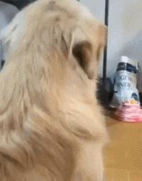 开心一刻gif下雨天,搞笑gif笑到肚子疼意外瞬间特辑