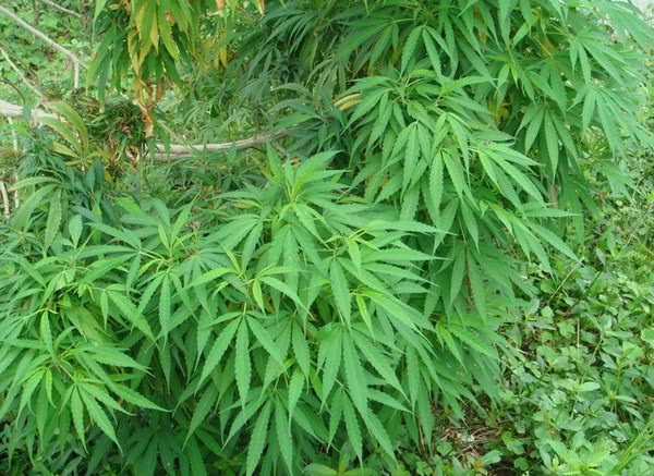 简单介绍广西南宁特色小吃老友粉,朝阳路正宗南宁老友粉网红推荐