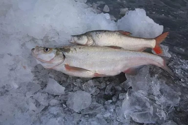 中俄两大界江进入禁渔期,黑龙江中俄界湖兴凯湖进入冬捕期