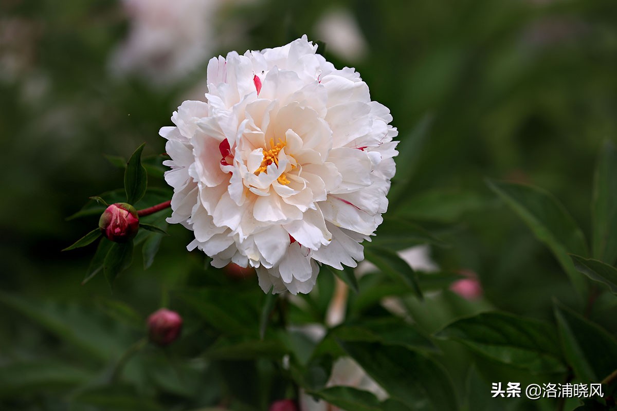 大院绿化的回忆——顺便看看院里的芍药定个究竟有多少种？
