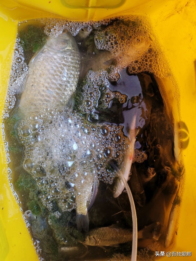 为什么大板鲫吃口很轻,大板鲫一般多少度吃口