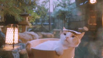 厦门天沐温泉恐龙侏罗纪,厦门天沐杏博湾温泉度假村