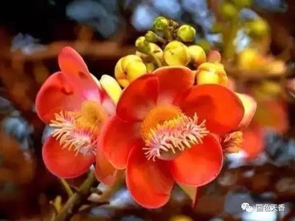 菩提花开观自在,菩提花开见性成佛