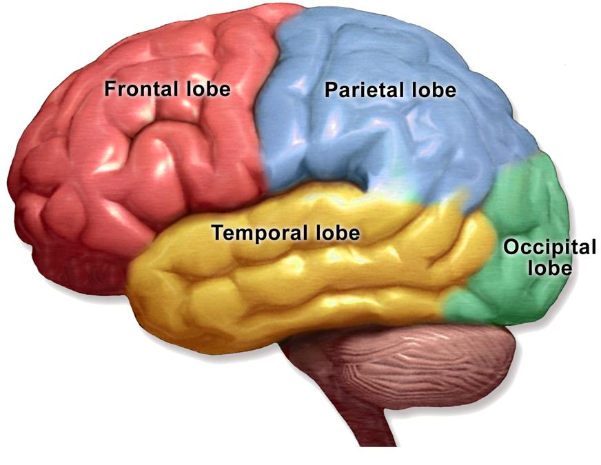 新皮层和旧皮层,从进化的角度分析