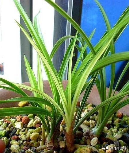 曾经的天价兰，如今一苗仅“10多块”，花型独特，有奇香！