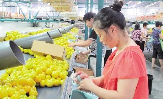 浙江天子：零废弃守护“绿水青山”，小柑橘堆出“金山银山”