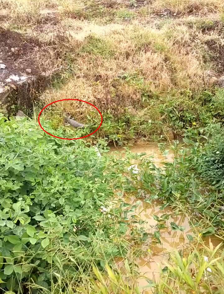 一名男子去河边钓鱼发现鳄鱼,无人区钓鱼遭鳄鱼袭击