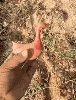 老婆牙疼的特效药,老婆牙疼痛的特效药