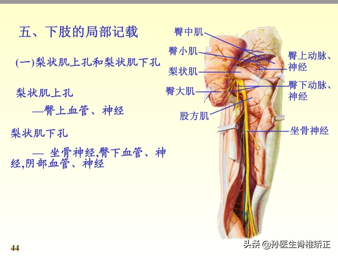系统解剖学骨学ppt课件,解剖学基本知识ppt课件