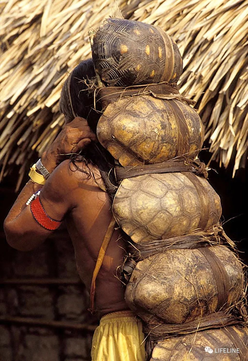 红腿陆龟拉稀怎么办,红腿陆龟雄性与雌性的区别