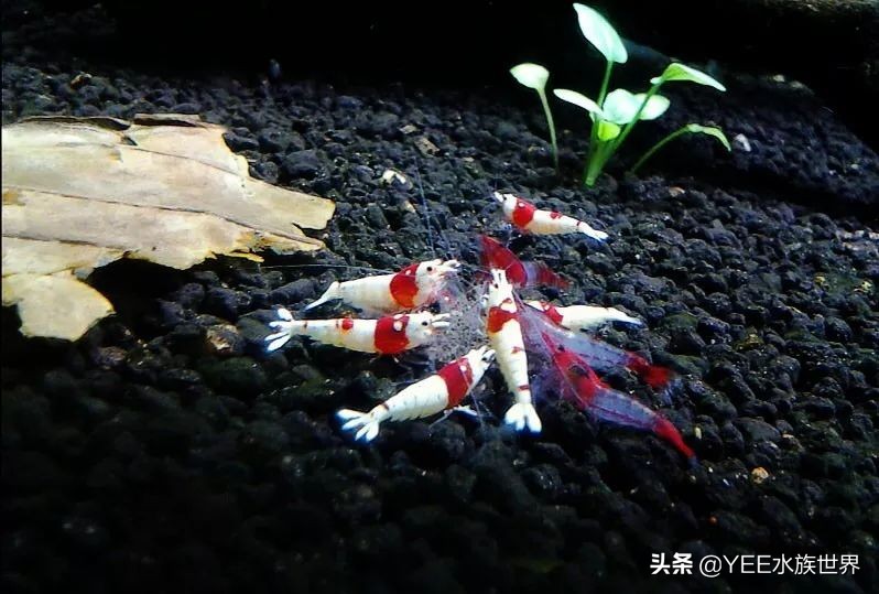 人工养殖虾最新价格,最新的观赏虾