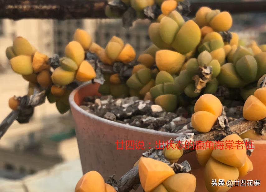 鹿角海棠怎样养爆花视频,大老桩鹿角海棠爆盆最简单方法