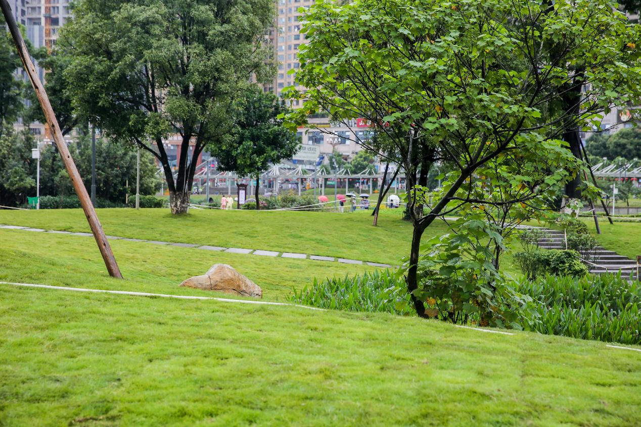 花果园湿地公园草坪,花果园湿地公园阳光草坪