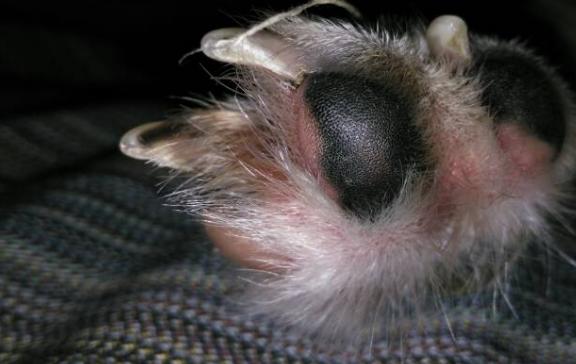 狗狗足部清洁用什么好,狗狗的护理部位有哪些